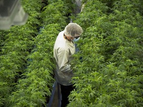 Staff work in a marijuana grow room that can be viewed by through the new visitors centre at Canopy Growths Tweed facility in Smiths Falls, Ont., on Thursday, Aug. 23, 2018.