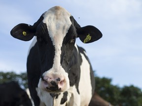 A cow at a dairy farm in Quebec.