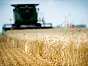 Net farm incomes fell by nearly 21 per cent last year, one of the largest year-over-year decreases ever recorded in Canada.