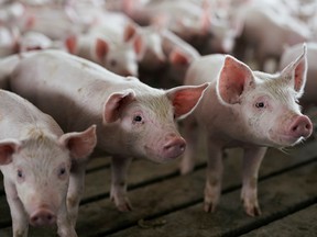 A pen of young pigs on a hog farm in Ryan, Iowa. Farmers are feeling their livestock everything from pet food to recycled cakes and candy because of the high price of locally grown corn.