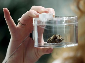 An employee holds a dried marijuana supply inside a cannabis store in Ottawa.