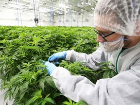 Cannabis plants are trimmed for cloning in a vegetation room at the Sundial Growers cannabis production facility in Olds, Alberta.