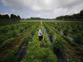 A worker turns up soil between rows of cannabis plants at the WeedMD Inc. outdoor growing facility in Strathroy, Ontario.