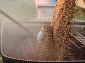 A grain truck filled with hard red spring wheat is unloaded near Winkler, Manitoba.