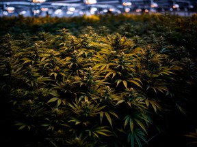 Several retail investors learned they could no longer short any cannabis stocks at BMO. Institutional investors are still able to.