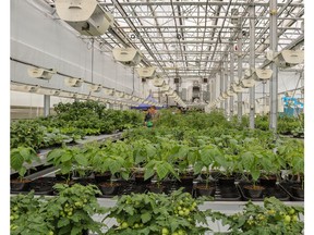 Terramera's fully automated Research Greenhouse with custom high-throughput phenotype imaging system