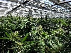 A file photo of CannTrust marijuana plants at the Pelham Niagara Greenhouse Facility.
