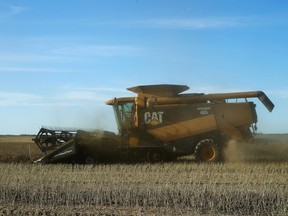 A worker operates a combine harvester to straight cut canola on a farm near Grosse Isle, Manitoba.