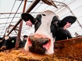 A cow on a dairy farm in Minnesota, U.S.