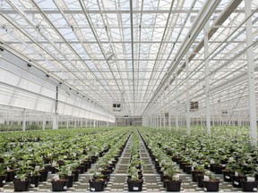 Cannabis plants fill the newest greenhouse expansion at Aphria Inc. in Leamington, Ont.