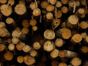 Logs sit at a Canfor mill.