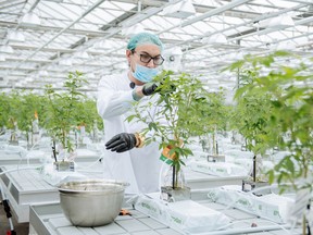 A grow technician manicures a plant in the propagation and mothering room at the CannTrust Holdings Inc. cannabis production facility in Fenwick, Ontario, Canada, on Monday, Oct. 15, 2018.
