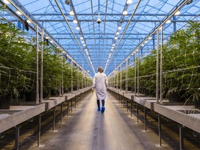 A worker walks past rows of cannabis plants growing in a greenhouse at the Hexo Corp. facility in Gatineau, Quebec.