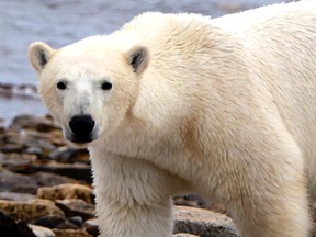 Zoologist Dr. Susan Crockford says that, contrary to the claims of environmental activists, polar bears are currently thriving and are at no risk of extinction from climate change.