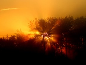 The sun rises through trees at Elk Island National Park east of Edmonton. Solar energy is poised to expand dramatically in Alberta in the coming years.