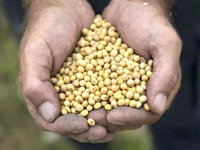 A farmer near London, Ont. shows his soybeans.  Shipments of Canadian soybeans to China – the world’s largest buyer of the oilseed – have remained negligible since December.