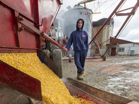 Niels Gills offloads feed corn at the family farm north of London, Ont. If they have no propane to dry their crops, he says, farmers may have to wait until spring to harvest.