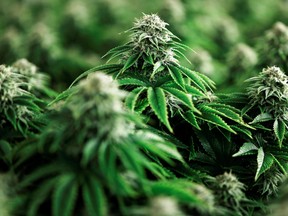 The four largest Canadian pot companies by market value will report results for the quarter ended Sept. 30 this week and the expectations are low.