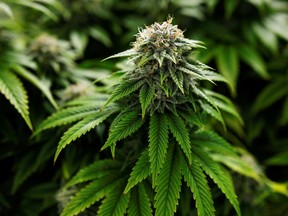 Cronos Group’s revenue per gram of cannabis sold fell in a market suffering from surplus supply.