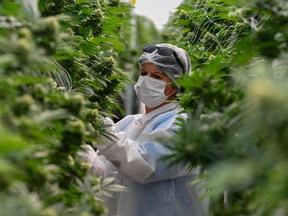 A worker checks marijuana plants in a greenhouse at the Fotmer Life Sciences company in Nueva Helvecia, 120 Km west of Montevideo, Uruguay.