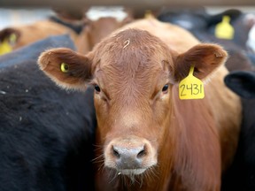 While the population of the U.S. has grown about 40 per cent since the 1980s, beef consumption is up just 15 per cent.