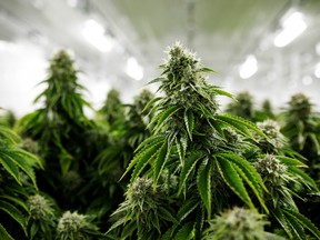 There’s been a 60 per cent decline in share prices across the cannabis industry and capital markets have closed to all but the biggest and best-funded companies.