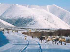 Caribou in the Yukon.