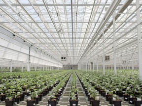 An Aphria greenhouse in Leamington, Ont.