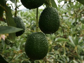 Don't avocado prices ever go down? - Marketplace
