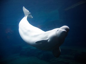 A beluga whale in Vancouver.