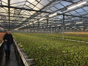 Friedrich Schulz's 5.5 hectare farm--which grows herbs year-round in addition to lettuce, peppers and chives--utilizing VYPR 2p fixtures.