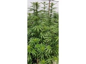 Cannabis Plants at Bophelo Near Cultivation