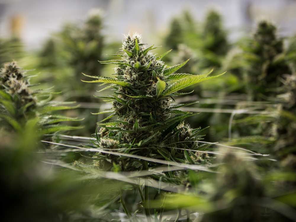 Evolve terminating its two cannabis ETFs after less than two years as ...