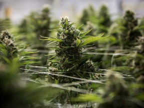 The cannabis industry has entered a devastating bear market that has seen some of Canada's top companies in the sector lose more than 50 per cent of their value.