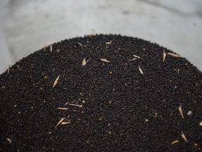 Harvested canola seed on a farm in Alberta in 2019.