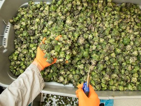 Canopy Growth workers trim marijuana plants in the Tweed facility in Smiths Falls, Ont.