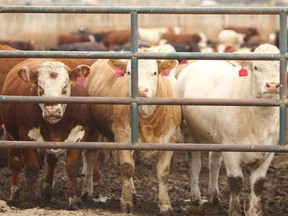 European producers used up almost every gram of their expanded market access in Canada, but Canadian exporters were not able to use any of their frozen beef quota in 2018, and just 3.1 per cent of their chilled beef allowance.
