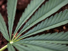 The leaf of a hemp plant.