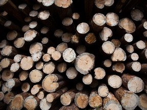 Freshly cut trees at a sawmill in British Columbia, in 2013.