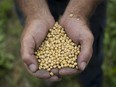 Canadian soybean producers are worried about the impact of a U.S.-China trade deal.