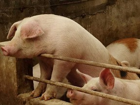 Pigs are seen on a farm at a village in Changtu county, Liaoning province, China, in January 17, 2019. Swine fever was first reported in Shenyang, Liaoning Province, in early August 2018. By the end of August 2019, the entire pig population of China had dropped by about 40 per cent.