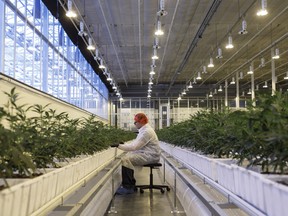 A worker at an Aurora Cannabis facility in Edmonton.