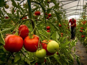 Commercial greenhouse growers around the world inject CO2 into their greenhouses to double and triple the concentration compared to present atmospheric levels.