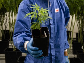 A worker holds a cannabis plant at a facility in Uruguay.
