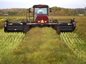 An Alberta farmer cuts a canola crop during last year’s harvest. China has banned Canadian canola since March 2019.