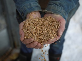 A farmer holds some of his wheat yield near Whitehorse, Yukon.