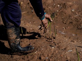 In Ontario, farmers are warning consumers to expect less asparagus and higher prices this growing season.