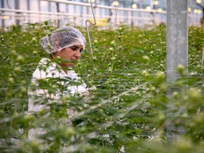 A worker at a Canopy Growth facility in Aldergrove, B.C.