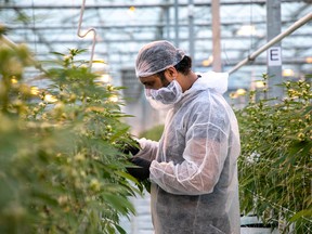 A worker at Canopy Growth Corporation, in Aldergrove, B.C.