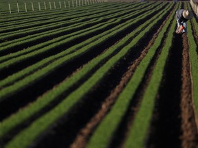 An agricultural worker cleans carrot crops of weeds in California.